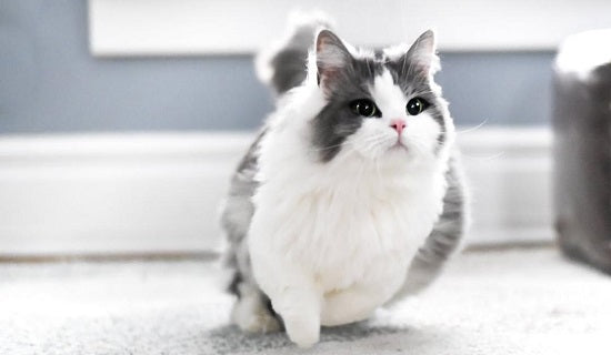 Munchkin cat