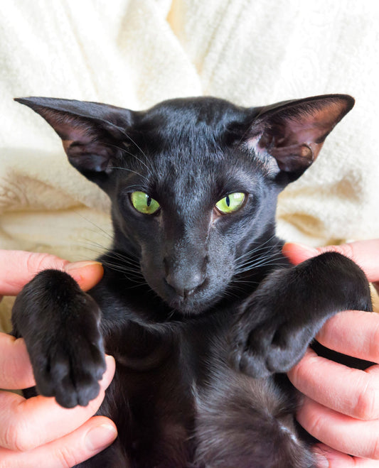 Oriental Shorthair