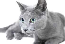 Russian blue