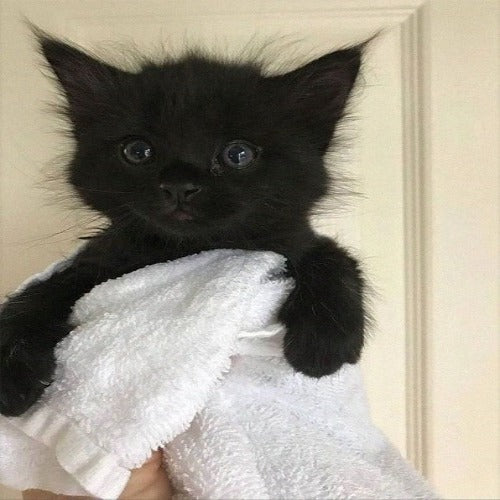 Black kitten