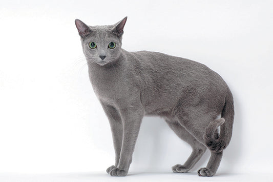 Russian blue