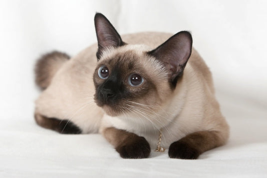 Siamese cat