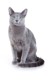 Russian blue