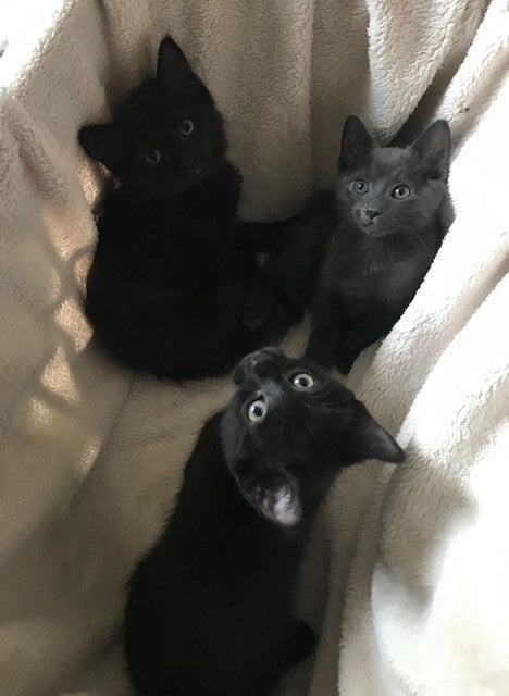 Three black kittens