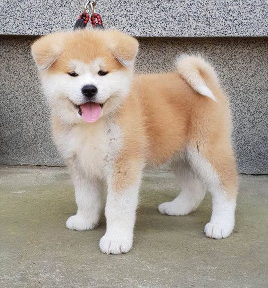 Akita 🤤
