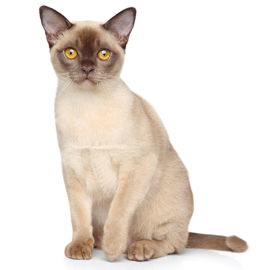 Burmese cat