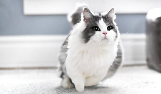 Munchkin cat