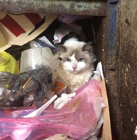 Trash Cat