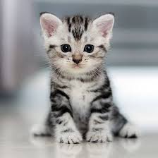 Isidora One-Time test