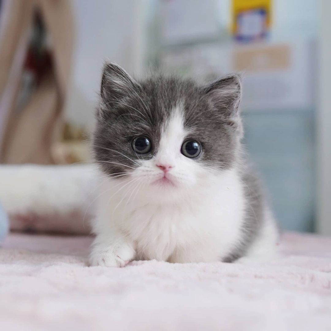 Munchkin cat