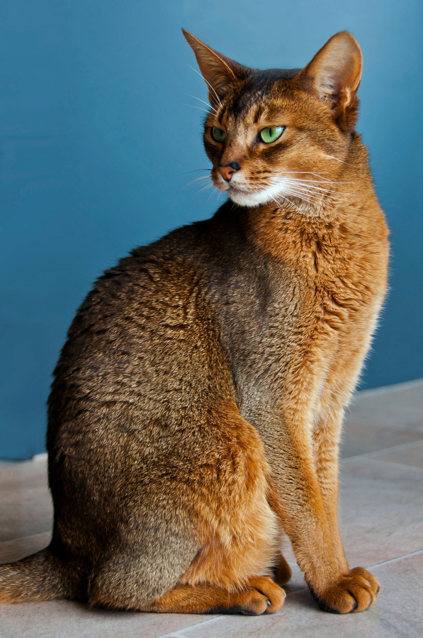 Abyssinian cat