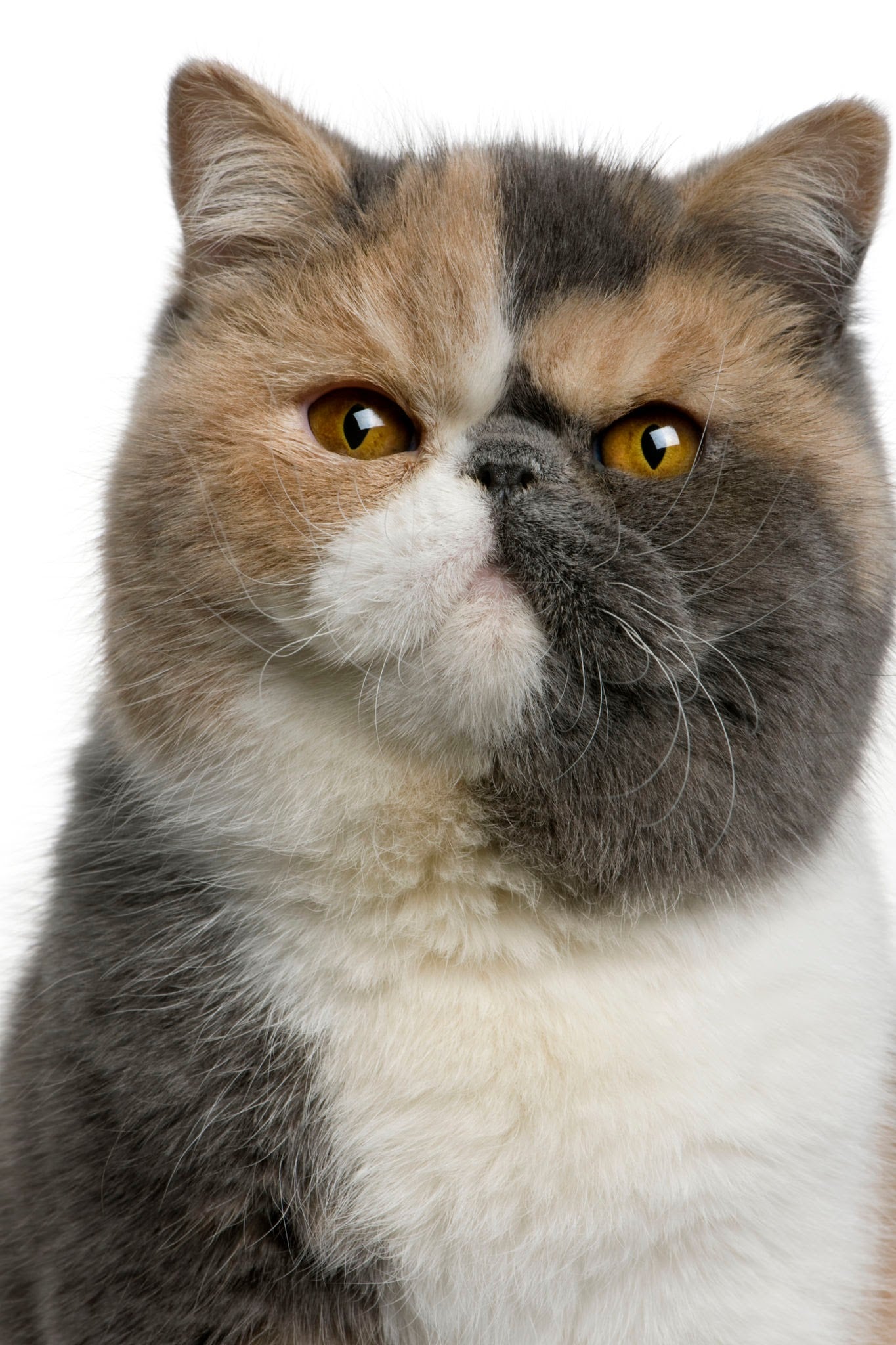 Exotic Shorthair