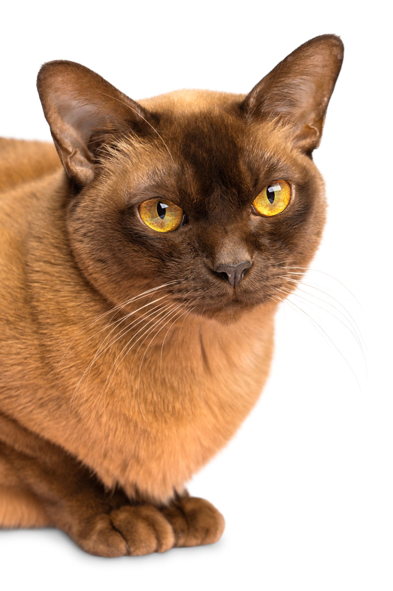 Burmese cat