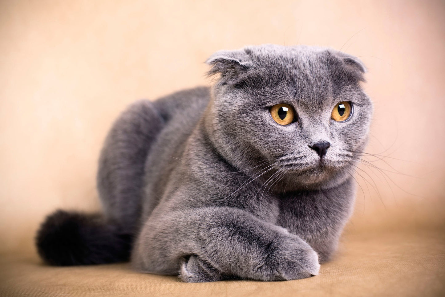 Scottish Fold