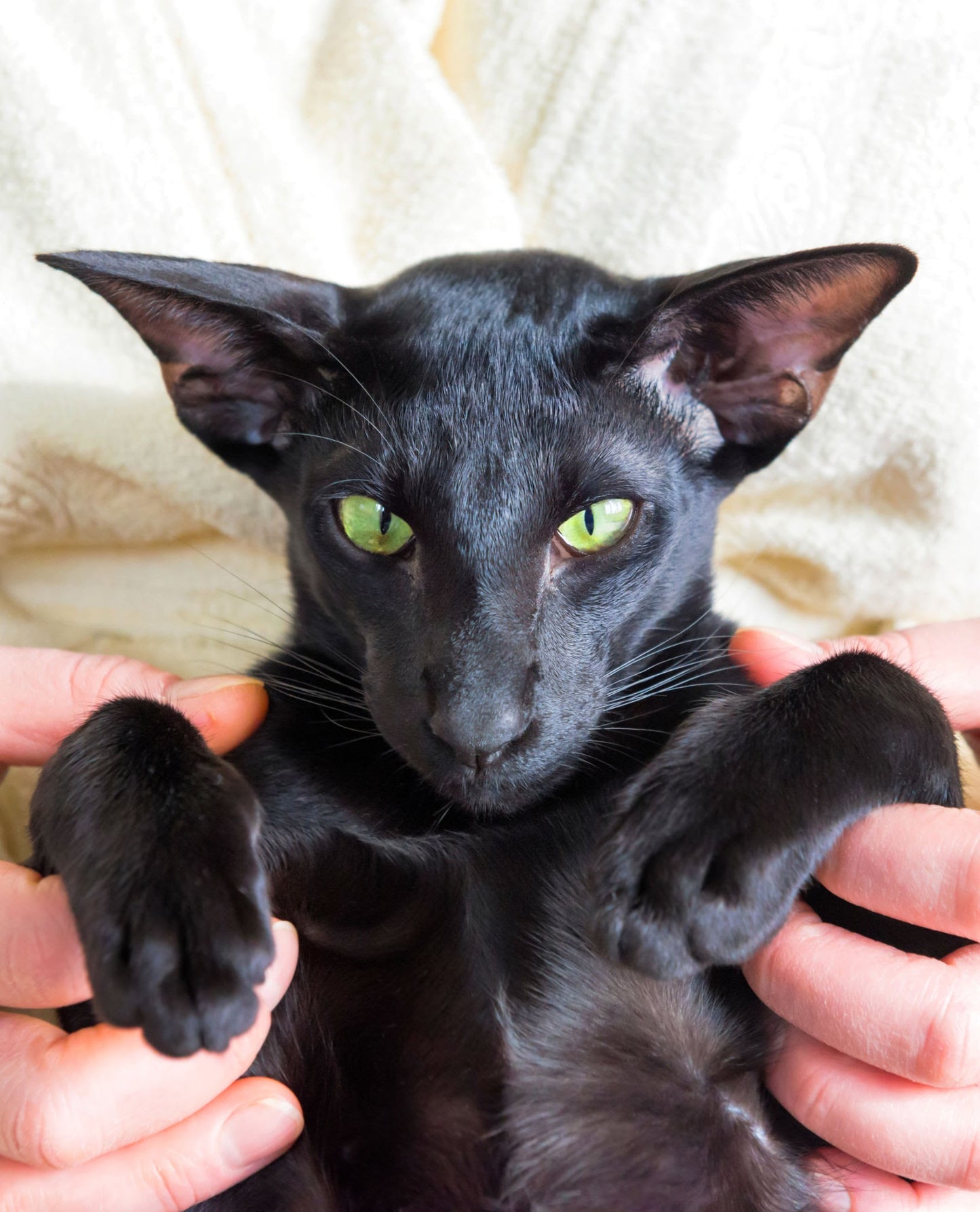 Oriental Shorthair