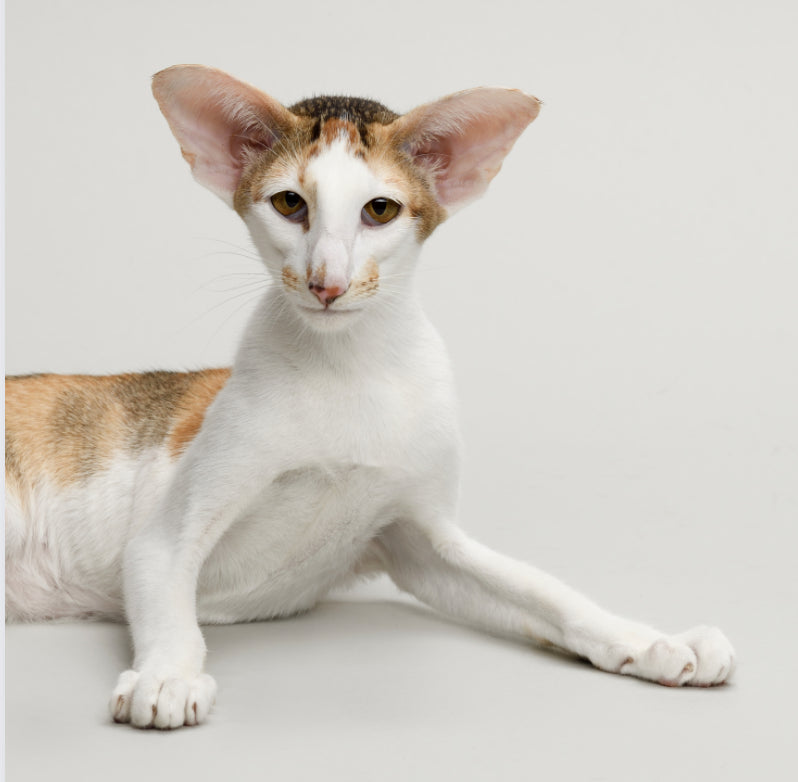 Oriental Shorthair
