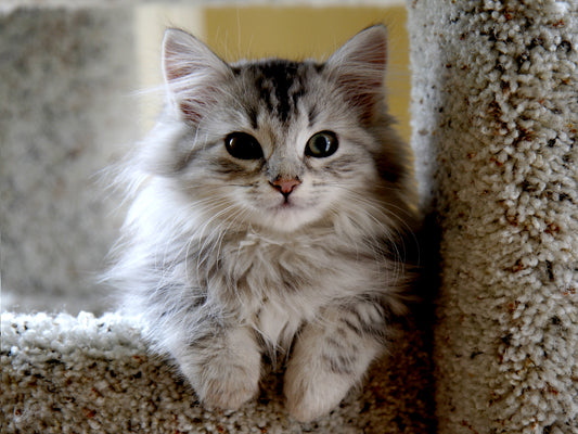 Siberian Forest Cat